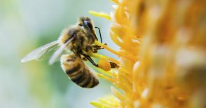 Quello che c'è da sapere sulle api (e sul perché dobbiamo difenderle)