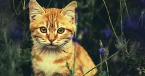 Mondadori Bookstore Imperia - Cronache di un gatto viaggiatore Hiro Arikawa  - Garzanti Nana è un gatto randagio che vive di espedienti. Con la sua  bizzarra coda a forma di sette, è